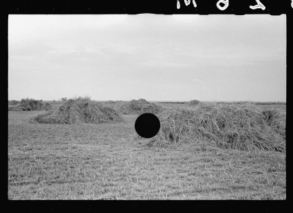 0518_Remains of harvest