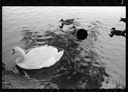 0564_Swan and cygnets , Minneapolis,