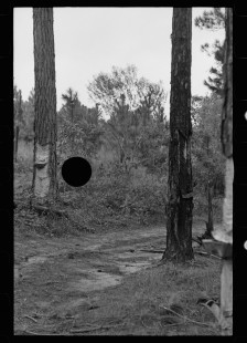 0585_Forrestation possibly Irwin County, Georgia