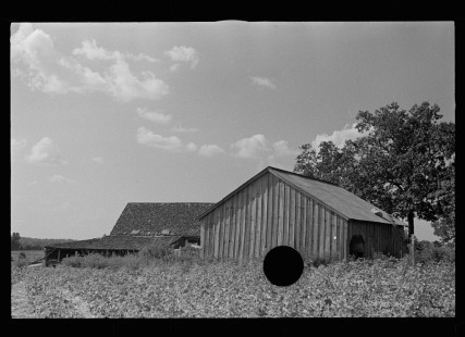 0594_Sharecropper barns , Lauderdale County , Mississippi