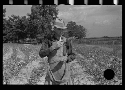 0595_Cotton picker, Lauderdale County, Mississippi