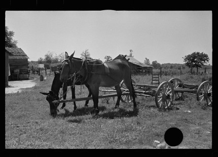 0597_Mule cart ,probably Lee County, Mississippi