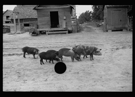 0637_Sow and piglets, probably Irwinville Farms Project , Georgia