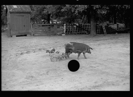 0638_Sow and piglets, probably Irwinville Farms Project , Georgia