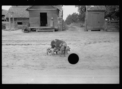 0639_Sow and piglets, probably Irwinville Farms Project , Georgia