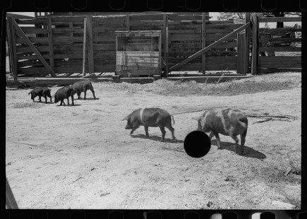 0640_Sow and piglets, probably Irwinville Farms Project , Georgia