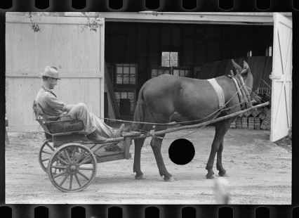 0641_Horse and tub cart , Irwin County, Georgia