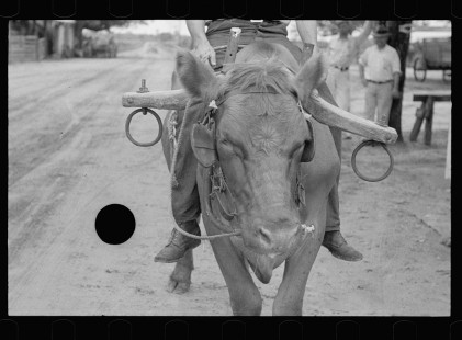 0643_ Buffalo with yoke , probably Georgia