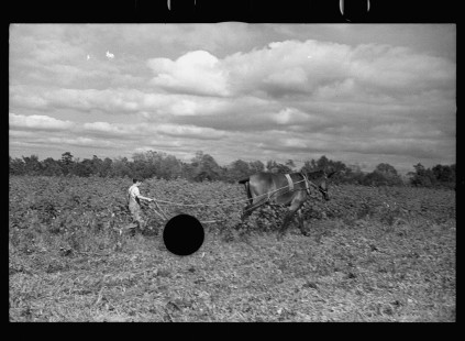 0658_Mule and plough , Grady County, Georgia