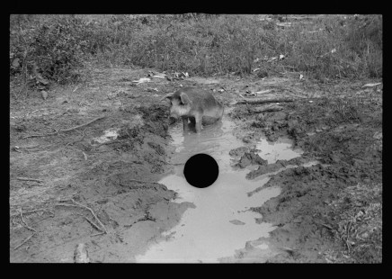 0659_Hog in muddy ground,