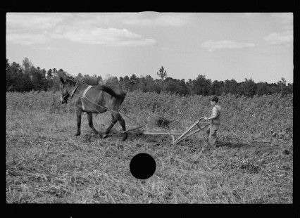 0660_ Young resettlement farmer with harrow, Grady County, Georgia