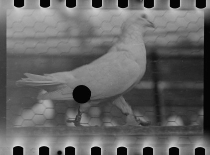0700_Pigeon on home loft , Maryland