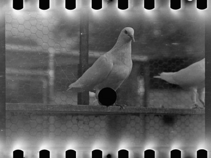 0701_Pigeon on home loft , Maryland