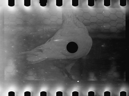 0702_Pigeon on home loft , Maryland
