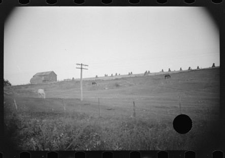 0763_Horses and corn stacks , West Virginia