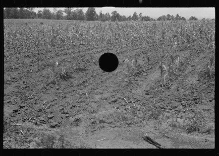 0795_Corn (Maize), crop, probably Alabama