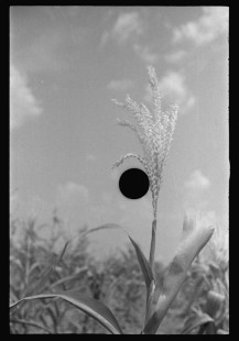 0796_ Corn (Maize ) in flower , Alabama