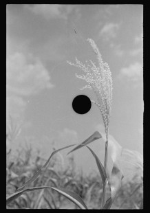 0797_Corn (Maize ) in flower , Alabama