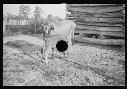 0812_Cow with calf , Hale County , Alabama.