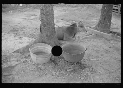 0819_ Miscellaneous animal and feeding bowls , Alabama