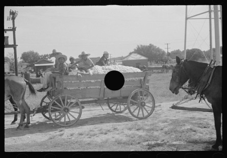 0822_Waggon load of cotton Moundville, Alabama
