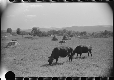 0839_Milking cows , hay stacks , farming scene , Tygart Valley