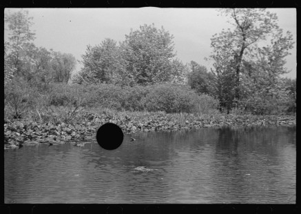 0891_Tranquil river scene , possibly Au Sable river, Michigan