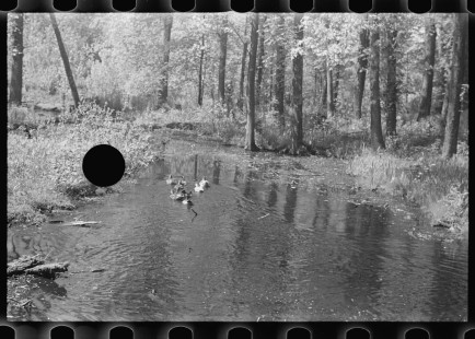 0892_Tranquil river scene , possibly Au Sable river, Michigan