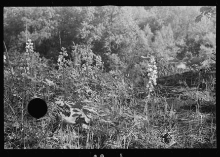 0893_Wild flora , unknown purpose , probably Michigan