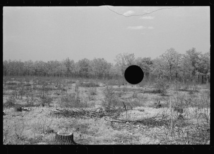 0895_Evidence of felled trees , unknown location