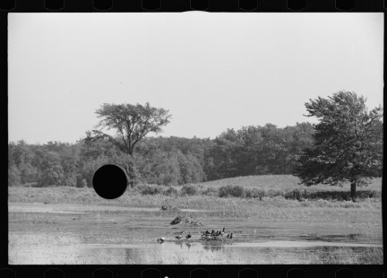 0900_Flooded pasture , unknown location,