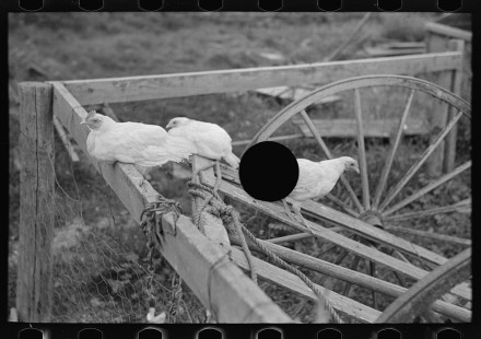 0908_Chickens possibly associated with Winton , Minnesota