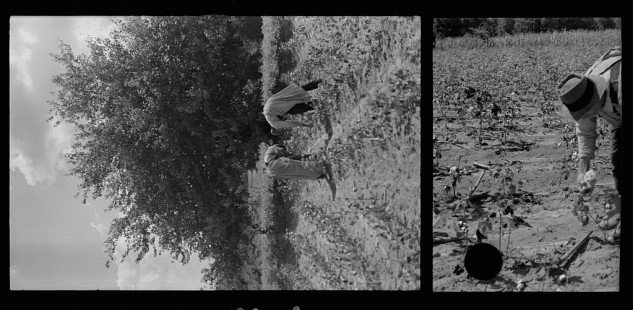0017_Cotton Picking