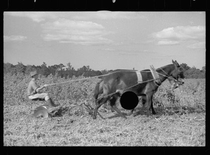 0068_Resettlement farmer with harrow