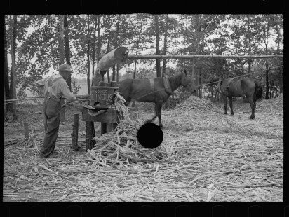 0079_Pressing sorghum cane