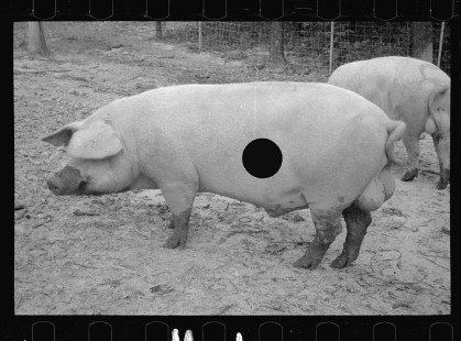 0283_Pigs in mud, Prince George's County
