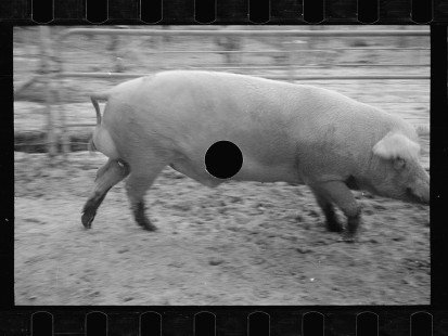0284_Pigs in mud, Prince George's County, Maryland