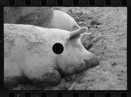 0288_Pigs in mud, Prince George's County