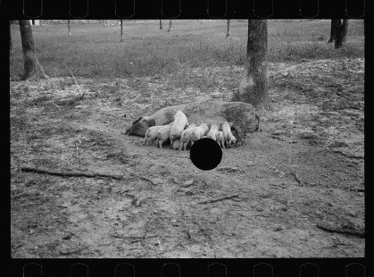 0291_Sow with her litter, Prince George's County