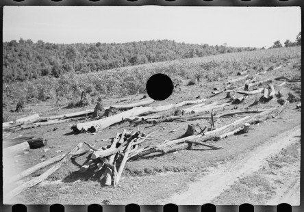 0379_Possible land clearance, Garrett County