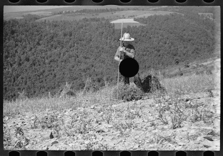 0380_Buckwheat field, Garrett County,